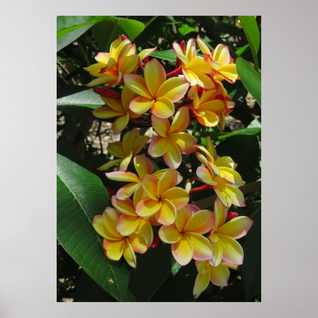 Póster Plumeria hawaiana (Frente)