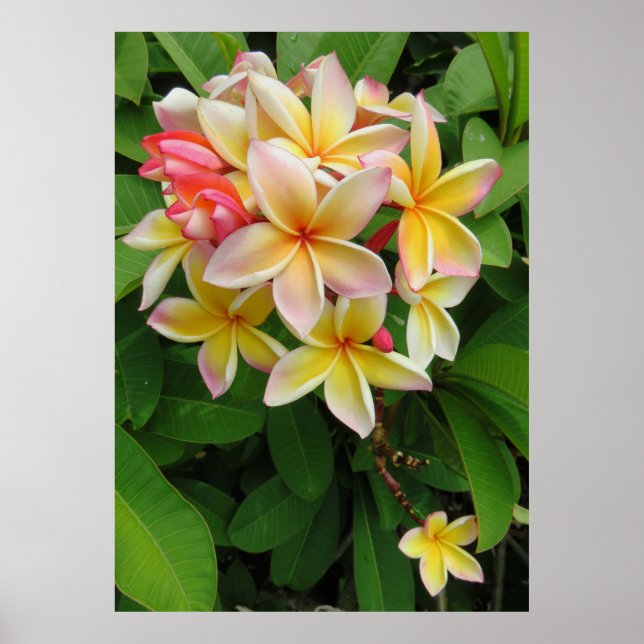 Póster Plumeria hawaiana (Frente)