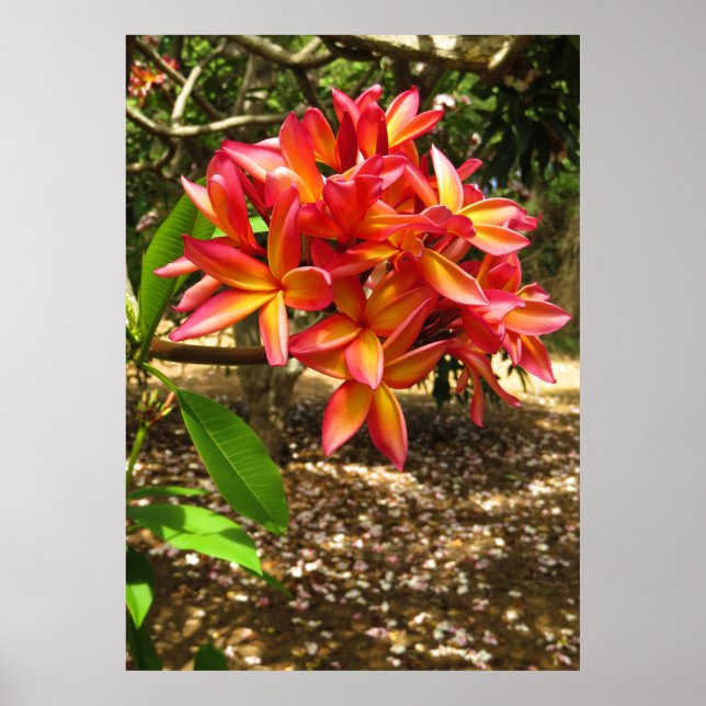 Póster Plumeria hawaiana (Frente)