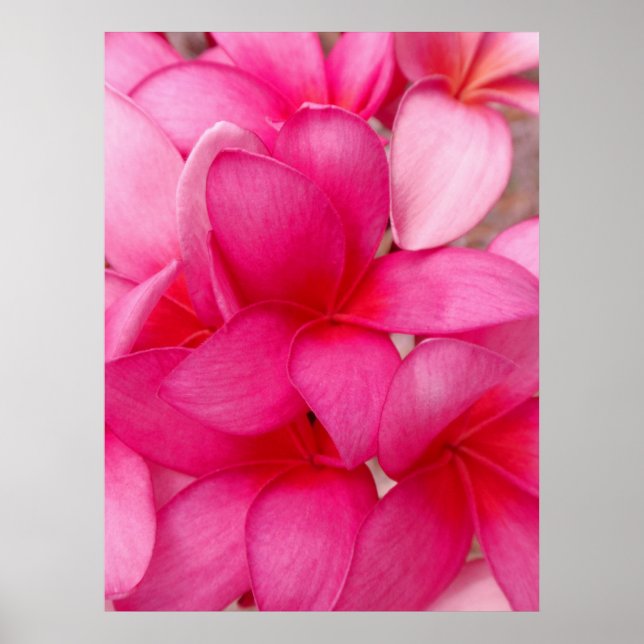Póster Plumeria hawaiana (Frente)
