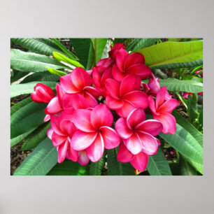 Póster Plumeria hawaiana