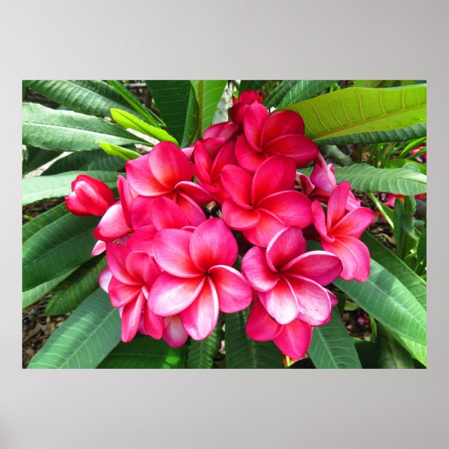 Póster Plumeria hawaiana (Frente)