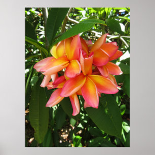 Póster Plumeria hawaiana