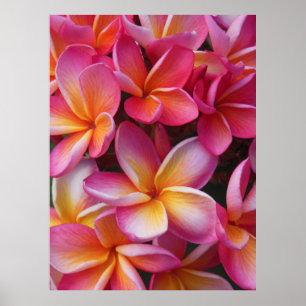 Póster Plumeria hawaiano