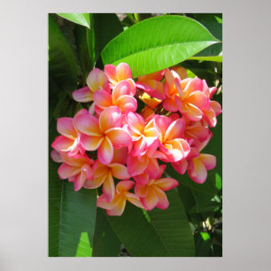 Póster Plumeria hawaiano