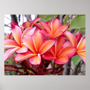 Póster Plumeria hawaiano