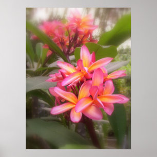 Póster Plumeria hawaiano