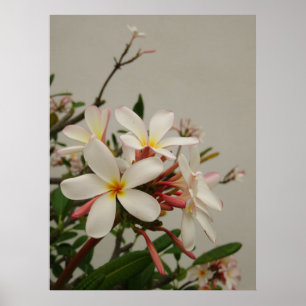 Póster Plumeria hawaiano