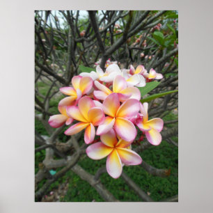 Póster Plumeria hawaiano