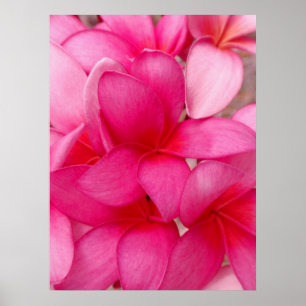Póster Plumeria hawaiano