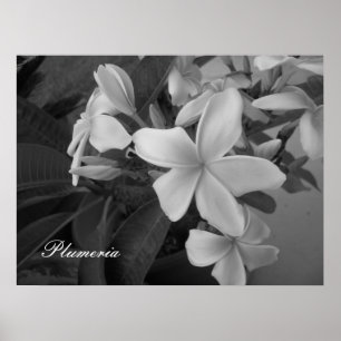 Póster plumeria - Personalizada
