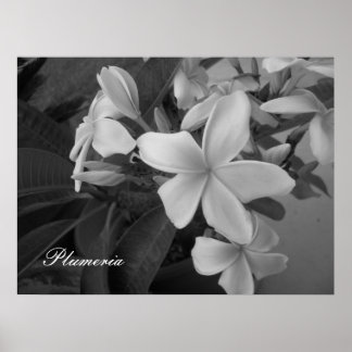 Póster plumeria - Personalizada