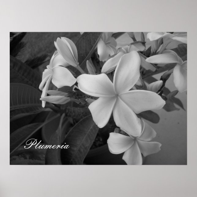 Póster plumeria - Personalizada (Frente)