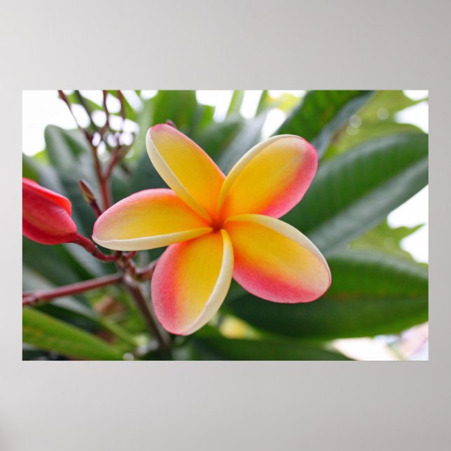Póster Plumeria roja y amarilla 1 (Frente)