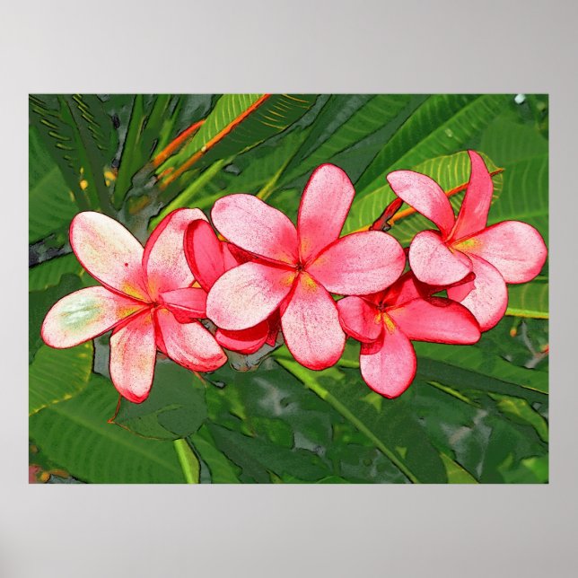 Póster Plumeria rosa (Frente)