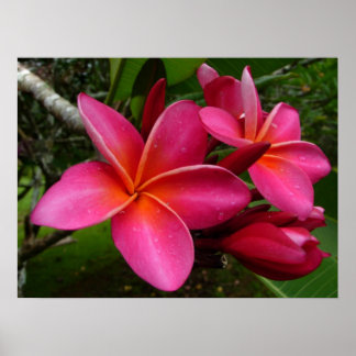 Póster Plumeria rosa