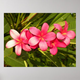 Póster Plumeria rosa
