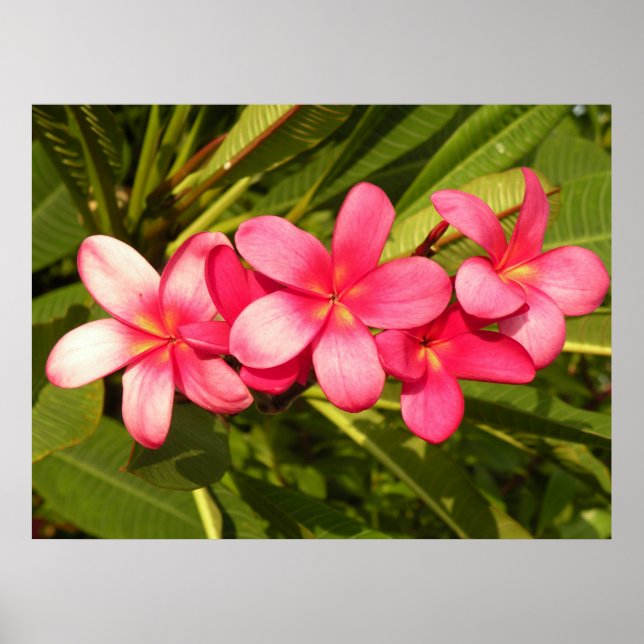 Póster Plumeria rosa (Frente)