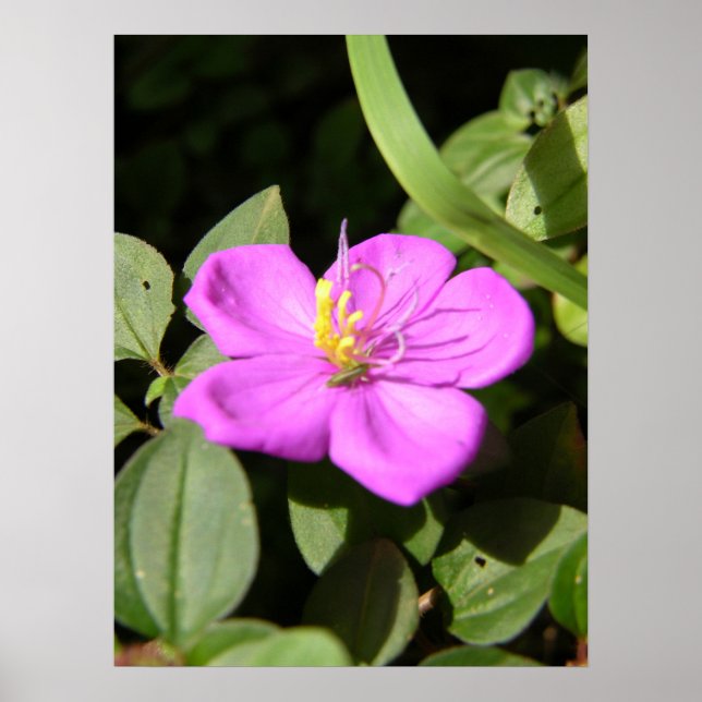 Póster Plumeria rosa hawaiana (Frente)