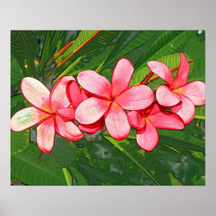 Póster Plumerias