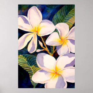 Póster Plumerias Aglow
