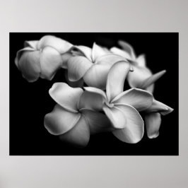 Póster Plumerias in Black and White