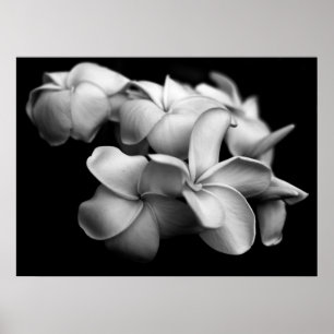 Póster Plumerias in Black and White