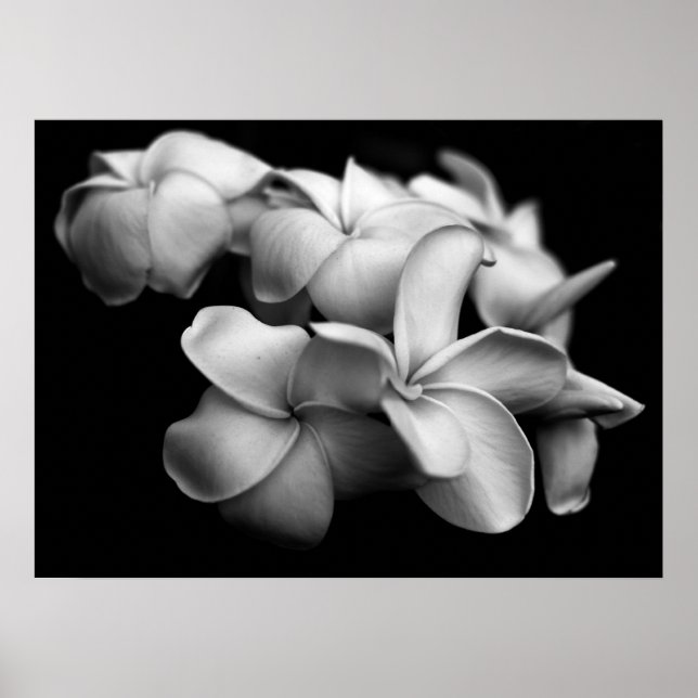 Póster Plumerias in Black and White (Frente)