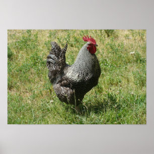 Póster Plymouth Rock Chicken