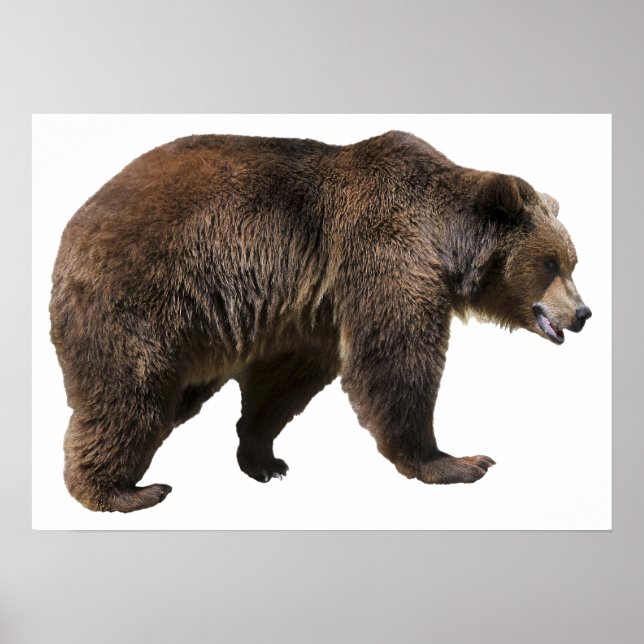 Póster Png de oso pardo aislado (Frente)