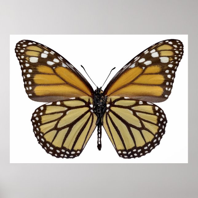 Póster PNG monarca mariposa aislada (Frente)
