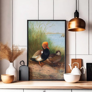 Póster Pochard crestirrojo (1913)