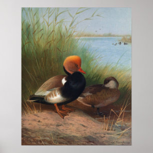 Póster Pochard crestirrojo (1913)