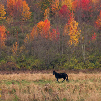 Póster Poder de caballo