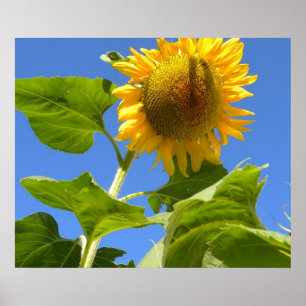 Póster Poder del girasol