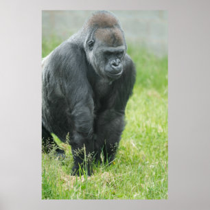 Póster Poder y aplomo de Ozala