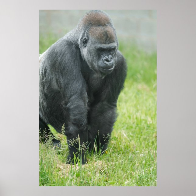 Póster Poder y aplomo de Ozala (Frente)