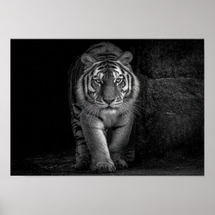 Póster Poder y Presencia - Fauna Silvestre Tigre Monocrom