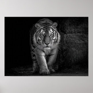 Póster Poder y Presencia - Fauna Silvestre Tigre Monocrom