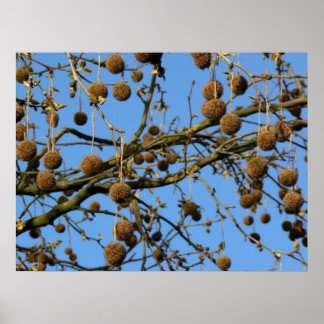 Póster Pods de semilla - Árbol plano de Londres