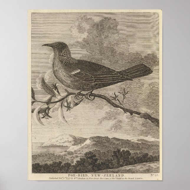 Póster Poebird, Nueva Zelanda (Frente)