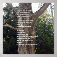 Poema de árbol desnudo para el Día del Arbor