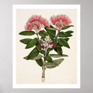 Póster Pohutukawa Nueva Zelanda - Metrosideros Tomentosa