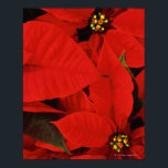 Póster Poinsettia Close-Up<br><div class="desc">AssetID: NA008425 / Nancy R. Cohen / Poinsettia Close-Up</div>