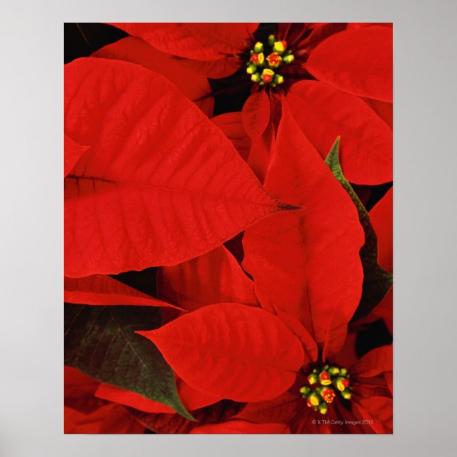 Póster Poinsettia Close-Up (Frente)