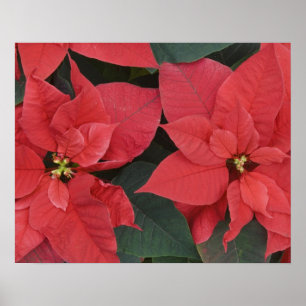 Póster Poinsettia Detail (Euphorbia pulcherrima)