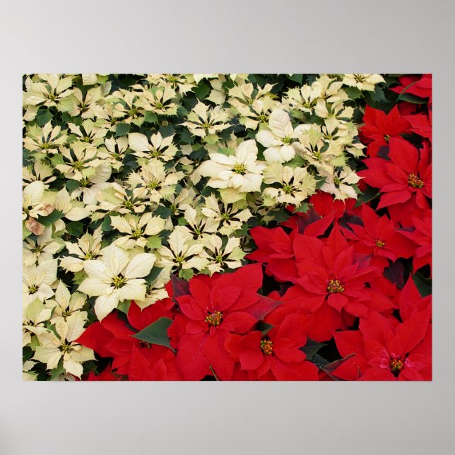 Póster Poinsettias blancas y rojas con flores (Frente)
