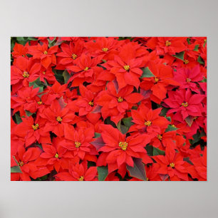 Póster Poinsettias rojas Navidad la foto floral navideña