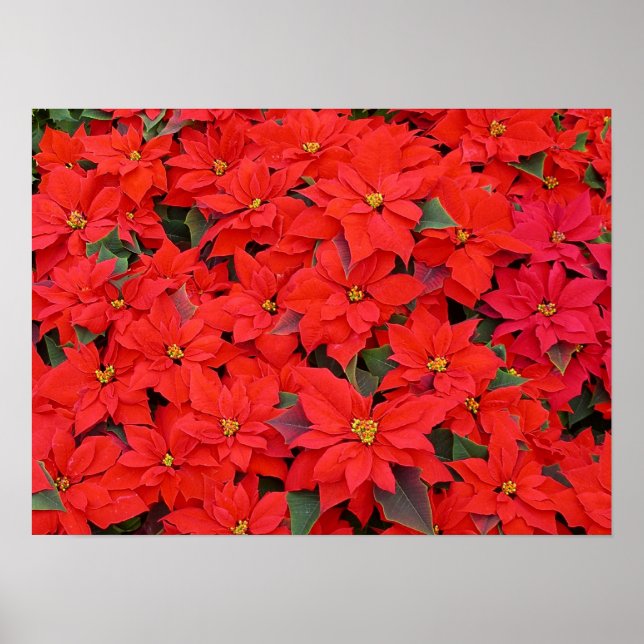 Póster Poinsettias rojas Navidad la foto floral navideña (Frente)