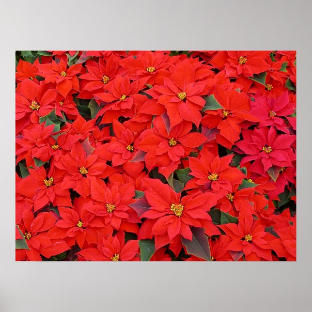 Póster Poinsettias rojas Navidad la foto floral navideña